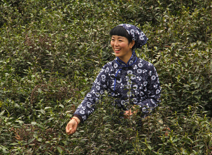 伊人app免费观看直播 短剧